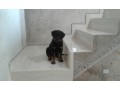 lindos-filhotes-rottweiler-small-0