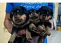 lindos-filhotes-rottweiler-small-3