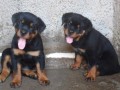 lindos-filhotes-rottweiler-small-1