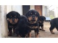 lindos-filhotes-rottweiler-small-4