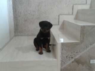 lindos-filhotes-rottweiler