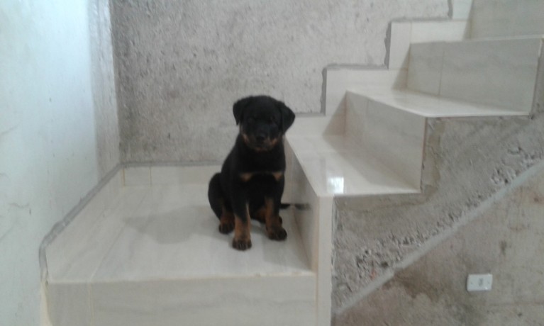 lindos-filhotes-rottweiler-big-0