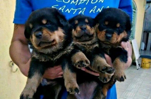 lindos-filhotes-rottweiler-big-3