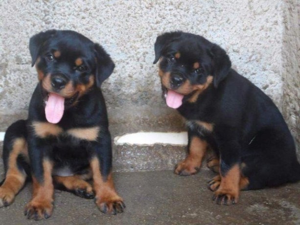 lindos-filhotes-rottweiler-big-1