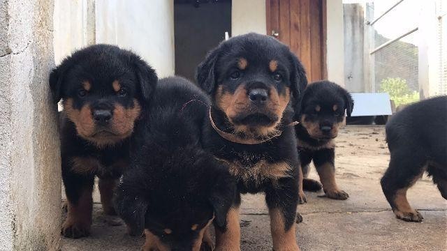 lindos-filhotes-rottweiler-big-4