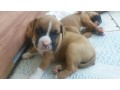 lindos-filhotes-boxer-small-0