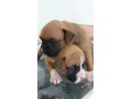 lindos-filhotes-boxer-small-1