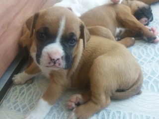 lindos-filhotes-boxer