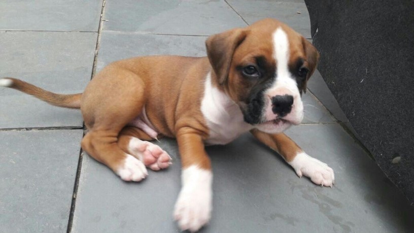 lindos-filhotes-boxer-big-4