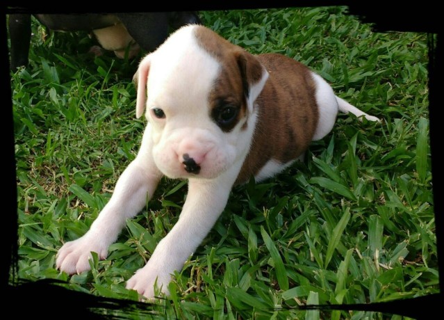 lindos-filhotes-boxer-big-3