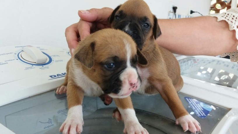 lindos-filhotes-boxer-big-2