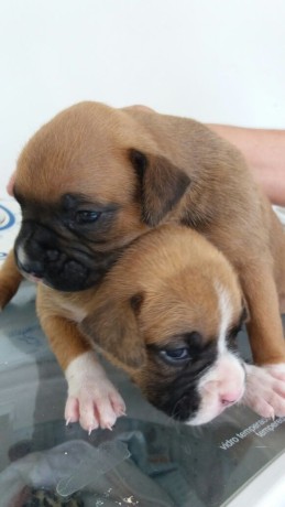 lindos-filhotes-boxer-big-1