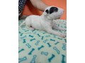 lindos-filhotes-bull-terrier-ingles-small-1