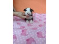 lindos-filhotes-bull-terrier-ingles-small-4