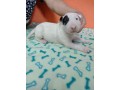 lindos-filhotes-bull-terrier-ingles-small-0