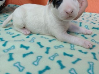 lindos-filhotes-bull-terrier-ingles