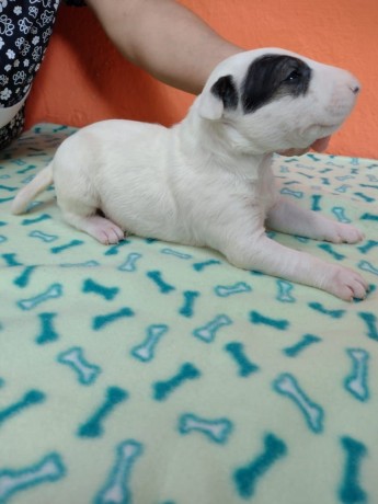 lindos-filhotes-bull-terrier-ingles-big-1