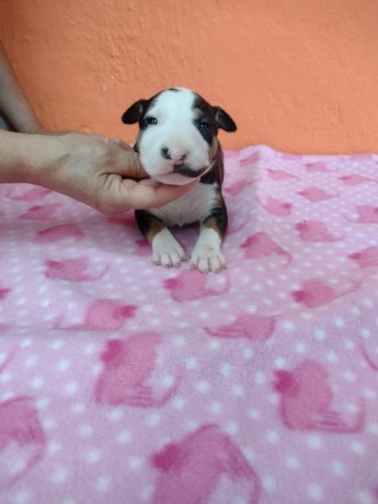 lindos-filhotes-bull-terrier-ingles-big-4