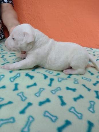 lindos-filhotes-bull-terrier-ingles-big-3