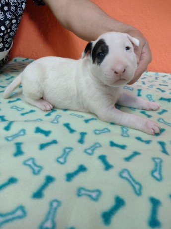 lindos-filhotes-bull-terrier-ingles-big-0