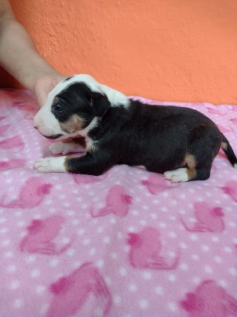 lindos-filhotes-bull-terrier-ingles-big-2