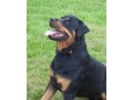 lindos-filhotes-rottweiler-small-4