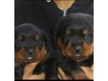 lindos-filhotes-rottweiler-small-1