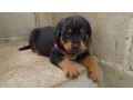 lindos-filhotes-rottweiler-small-0