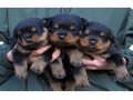 lindos-filhotes-rottweiler-small-2