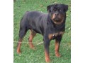 lindos-filhotes-rottweiler-small-3