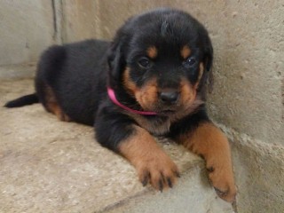 lindos-filhotes-rottweiler