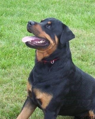 lindos-filhotes-rottweiler-big-4