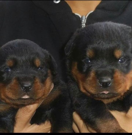 lindos-filhotes-rottweiler-big-1