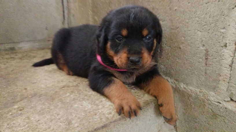 lindos-filhotes-rottweiler-big-0