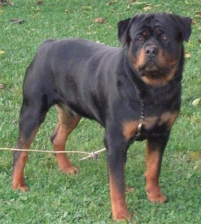 lindos-filhotes-rottweiler-big-3