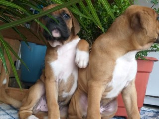 lindos-filhotes-boxer