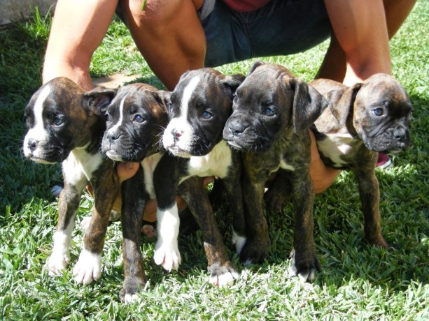 lindos-filhotes-boxer-big-4