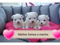 lindos-filhotes-maltes-small-4