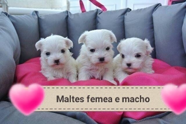 lindos-filhotes-maltes-big-4