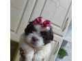 lindos-filhotes-shihtzu-small-3