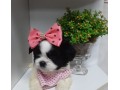 lindos-filhotes-shihtzu-small-0