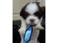 lindos-filhotes-shihtzu-small-2