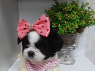 lindos-filhotes-shihtzu