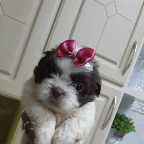 lindos-filhotes-shihtzu-big-3