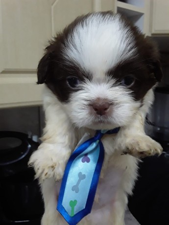 lindos-filhotes-shihtzu-big-2