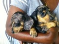 lindos-filhotes-basset-teckel-small-0