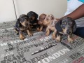 lindos-filhotes-basset-teckel-small-1