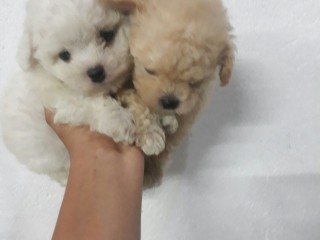 lindos-filhotes-poodle