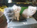 lindos-gatinhos-persa-small-2