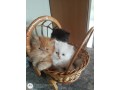 lindos-gatinhos-persa-small-1